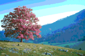 Tree Hill poster 3D